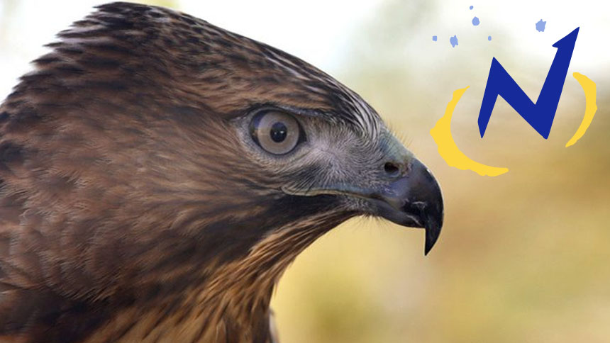 Closeup of bird of prey head with Navigators logo