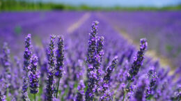 A field of purple flowers stretching to the horizon under a blue sky.