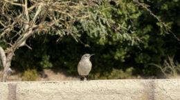 A cute bird sitting on a wall with a leafy tree in the background