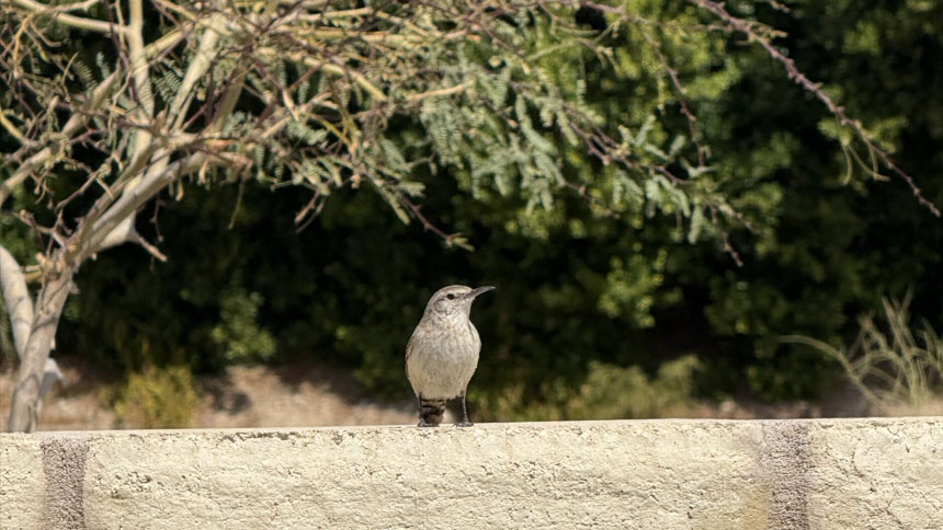 A cute bird sitting on a wall with a leafy tree in the background